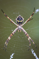 silver spider on a web