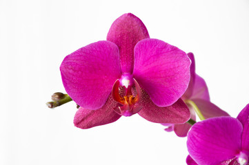 Fototapeta na wymiar Orchid pink color. flower on a white background.