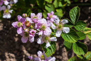 Close up of raspberry flowers (Rubus idaeus)
