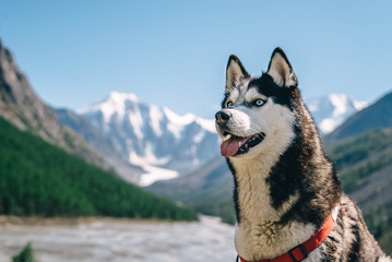 siberian husky on the snow
