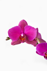 Obraz premium Orchid pink color. flower on a white background.