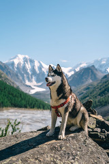 siberian husky dog