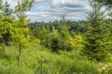 Baumschule im Mischwald