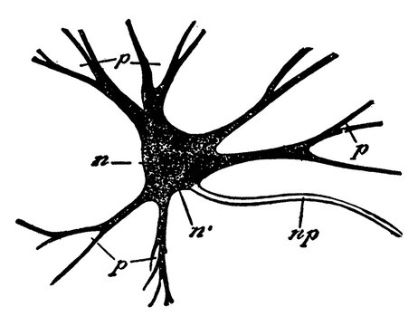 black neuron diagram, vintage style clip art preview