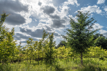 Baumschule im Mischwald