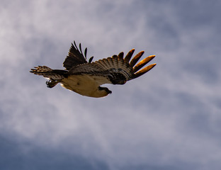 A single Osprey flying with a blue and white background.