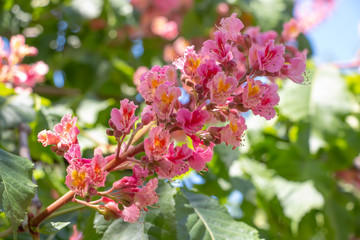 Pink flowers chestnut tree in spring. Chestnut blossom close up on blue sky background