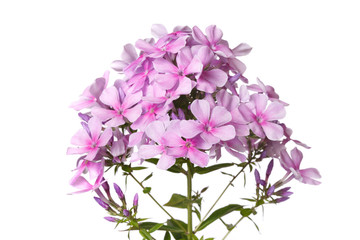 Inflorescence of pink phlox Isolated on a white background.