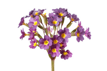 Inflorescence of purple primrose flowers Isolated on a white background.