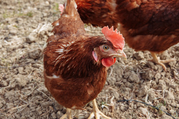chicken in the farm