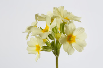Fototapeta na wymiar Primrose yellow inflorescence isolated on gray background.