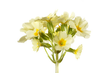 Fototapeta na wymiar Inflorescence of yellow flowers of primrose. Isolated on white background.