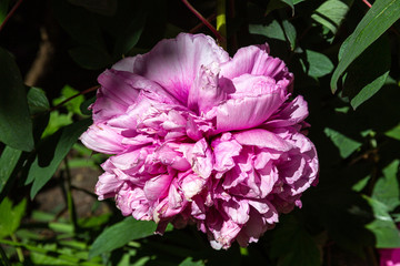 Petal of blooming plant in spring
