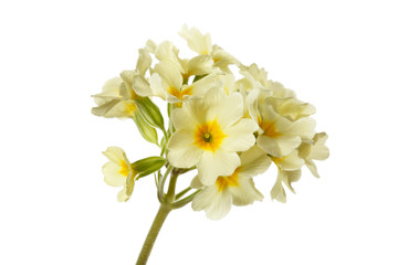 Naklejka na ściany i meble Inflorescence of yellow flowers of primrose. Isolated on white background.
