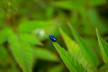 Cryptocephalus. Blue beetle on the leaves of the plant.