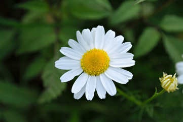 Obraz premium White Daisy on green background