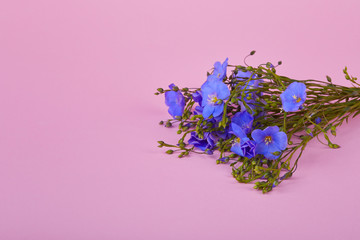 Bouquet of blue Flax flowers  on a pink background. Space for text