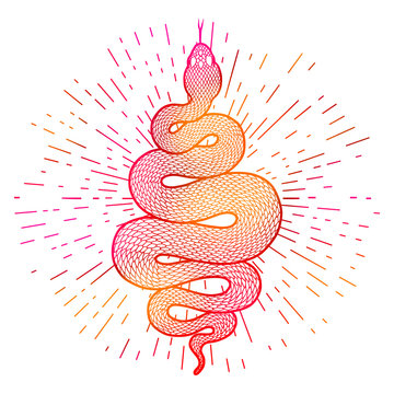 Colorful coiled snake illustration