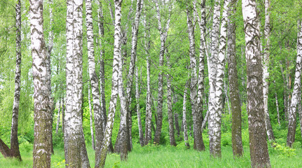 De beaux bouleaux avec de l& 39 écorce de bouleau blanc dans un bosquet de bouleaux avec des feuilles de bouleau vert en été