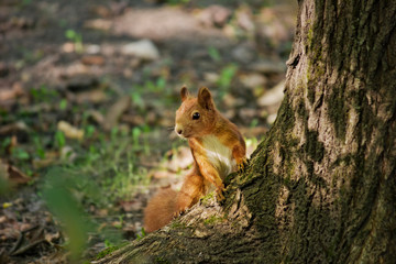 red squirrel close-up sitting at the roots of a tree