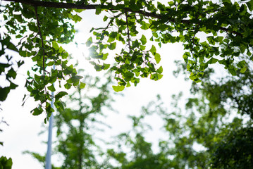 cityscape street tree