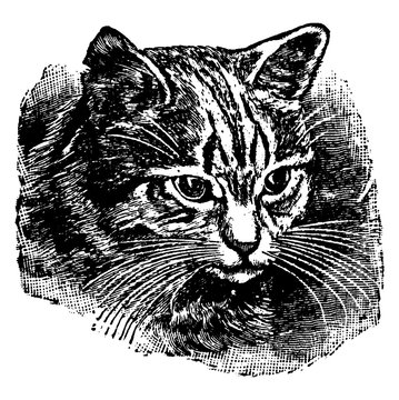 Cat Eyes Or Felis Catus , Vintage Illustration.