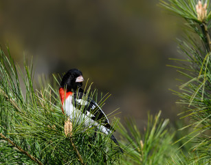 Male Rose-breasted Grosbeak on Pine Tree in Spring