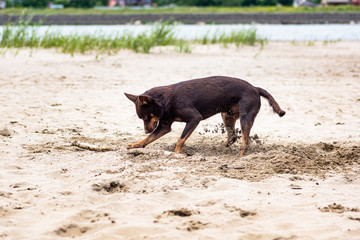 Autralian kelpie dog plays in the sand with a wooden stick