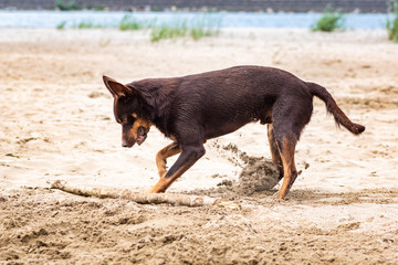 Autralian kelpie dog plays in the sand with a wooden stick