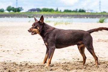 Autralian kelpie dog breed in the sand on the background of the river and greenery