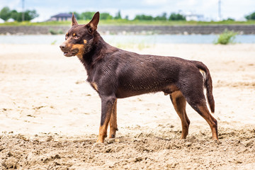 Autralian kelpie dog breed in the sand on the background of the river and greenery