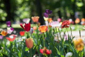 Obraz na płótnie Canvas colorful tulips flowers isolated in garden.