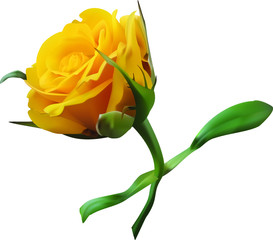 beautiful yellow rose, half-opened bud with green leaves and stem on a white background