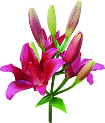 branch of delicate pink violet lilies with blossoming flowers and closed buds isolated on a white background. 3d illustration, 3d image