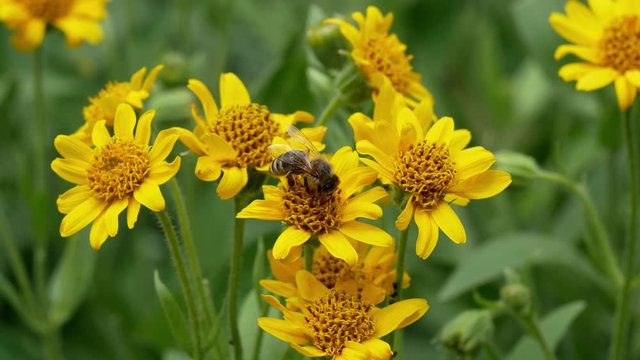 Close view of yellow Arnica(Arnica Montana) herb blossom