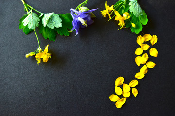 Yellow petals of Aquilegia and yellow Celandine on a dark paper background