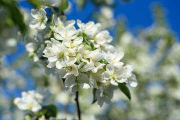 Fototapeta premium beautiful branch of a blossoming apple tree in spring