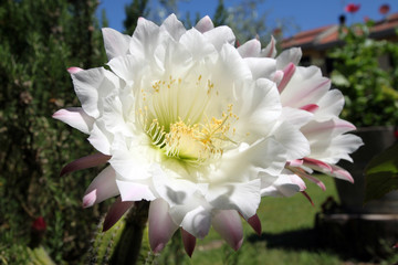 Echinopsis plant cactus beautiful flower #5 - 352900984