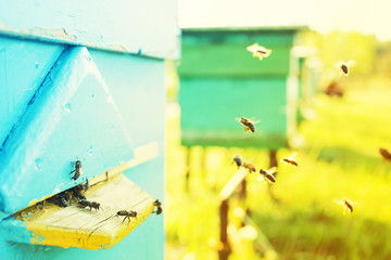 Bees near the hive. Beekeeping	