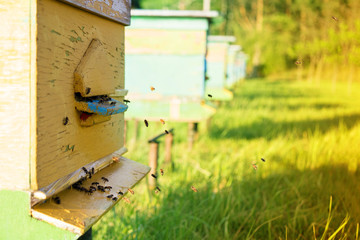 Bees near the hive. Beekeeping	