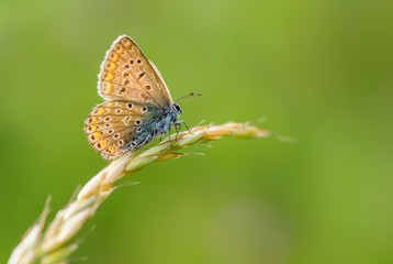 Common Blue butterfly - Polyommatus icarus, beautiful colored buttefly from European meadows and grasslands, Zlin, Czech Republic.