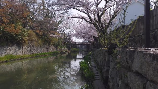 Old stone wall along Omihachiman Moat, Spring in Japan