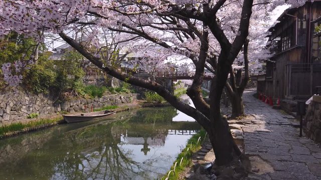 Slow motion pan over Cherry Blossom Trees at Omihachiman Moat, Japan
