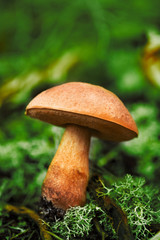 Close up shot of a mushroom in nature and a green background