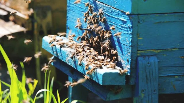 Nice and colourful wood beehives in a green authum field. Working apiary with many bees flying over honey farm.
