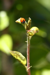 Coccinella e insetti che si annidano in una pianta