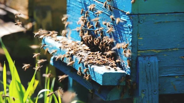 Nice and colourful wood beehives in a green authum field. Working apiary with many bees flying over honey farm.