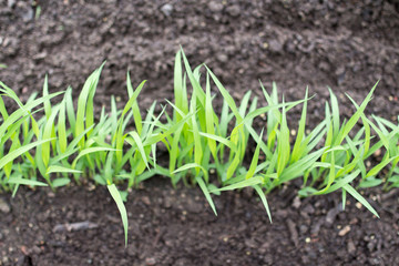 Wachsendes Gras