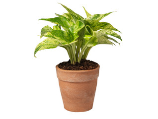 Green potted plant, trees in the cement pot with clipping path isolated on white background.