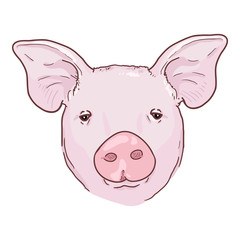 Vector Cartoon Pig Face